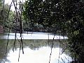 25 - Mangrove 082